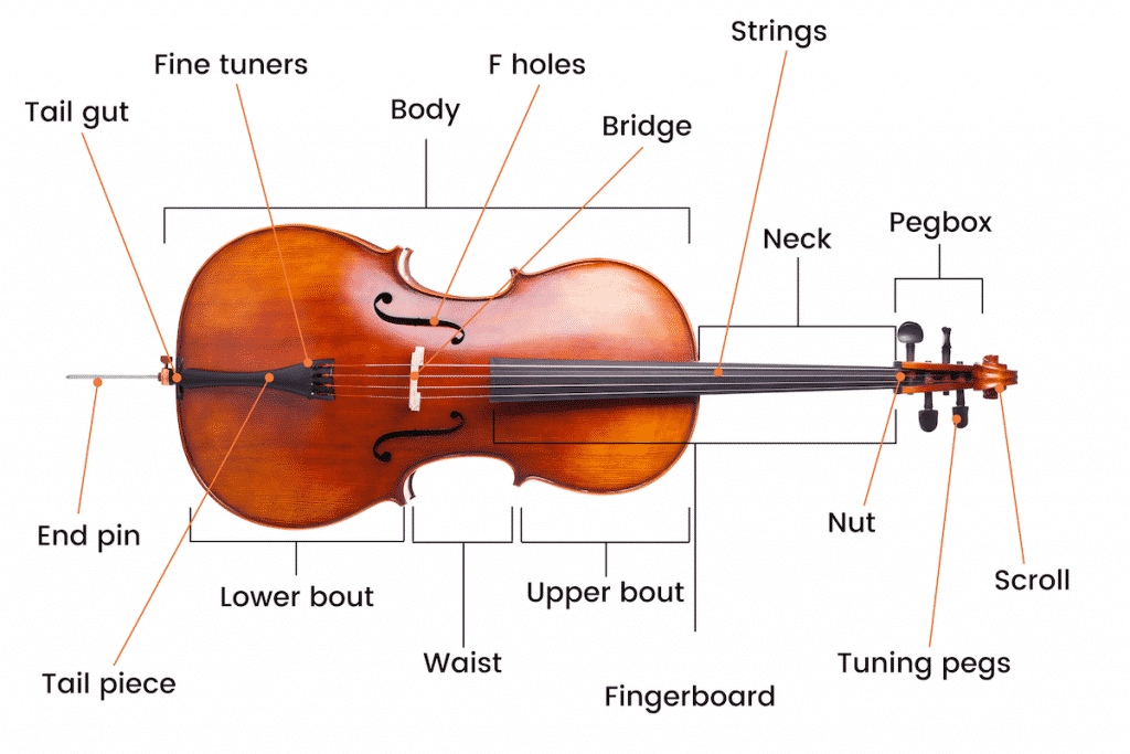 A Guide To Parts Of Cello: Anatomy Explained